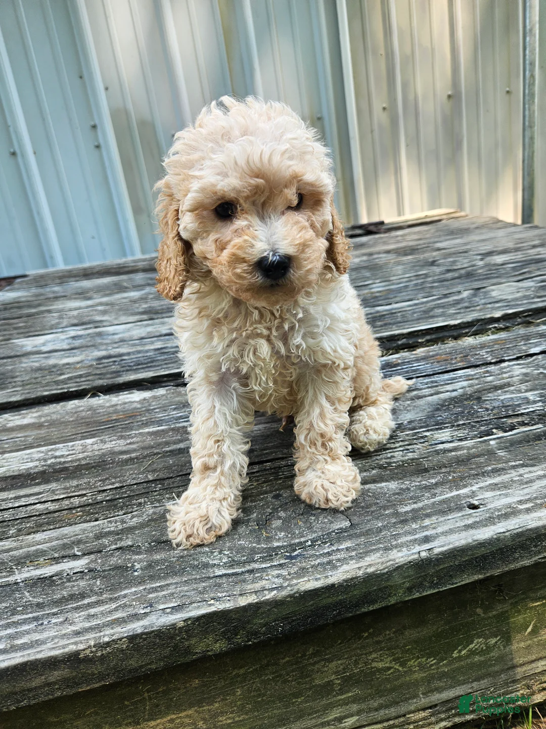 Mini Goldendoodle dogs for sale: Captain  - Ad 1
