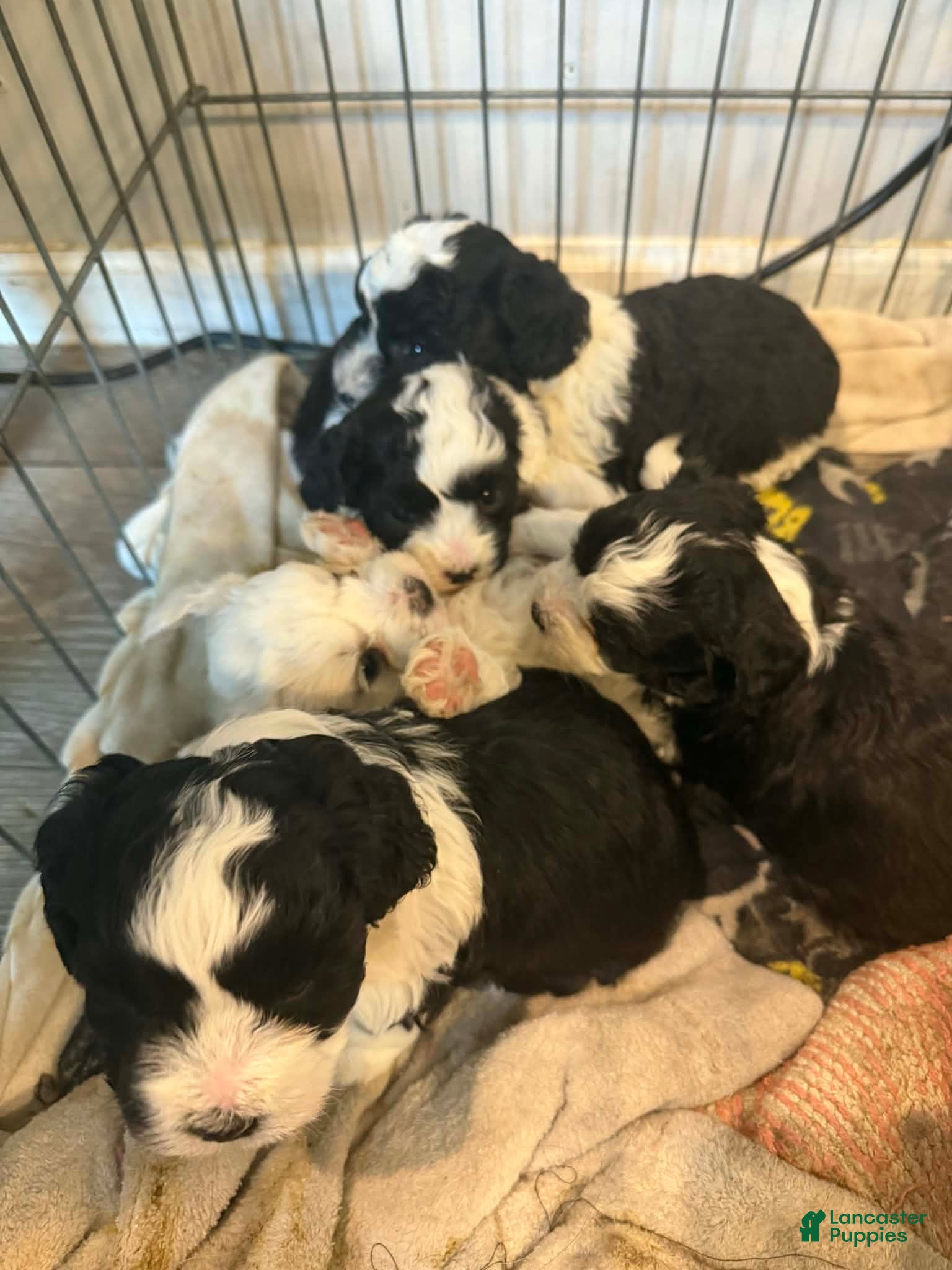 Maltipoo dogs for sale: Maltipoo Puppy 2 - Ad 2