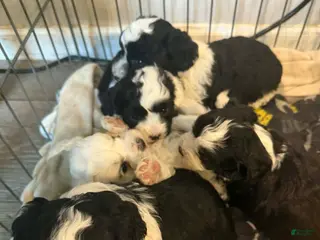 Maltipoo dogs for sale: Maltipoo Puppy 2 - Ad 2