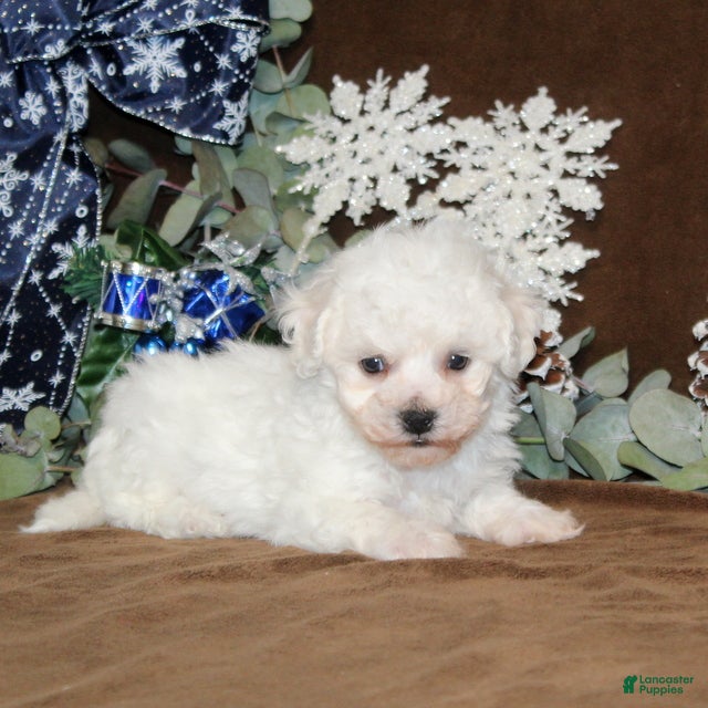 Bichon Frise dogs Twinkles - Ad 2
