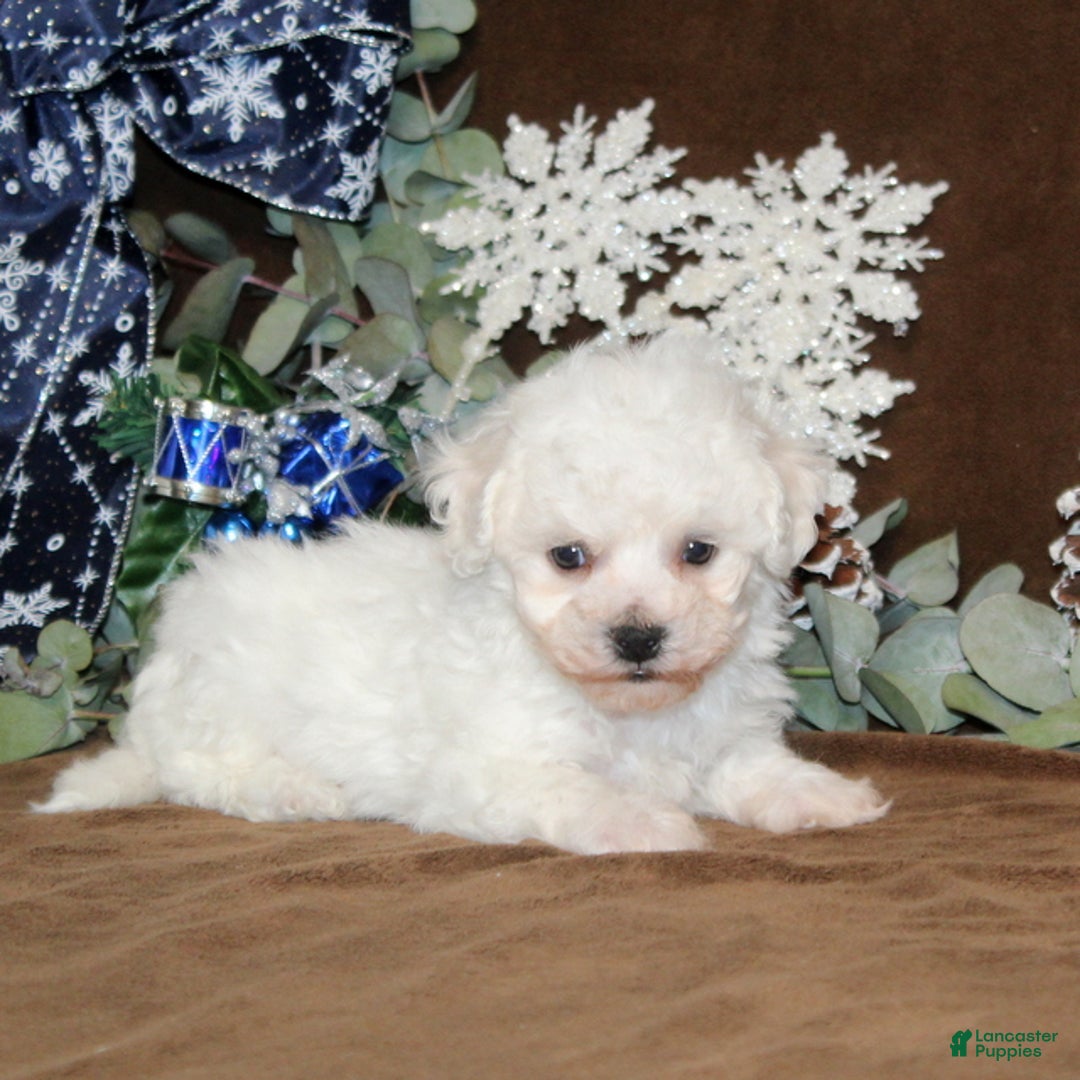 Bichon Frise dogs for sale: Twinkles - Ad 2
