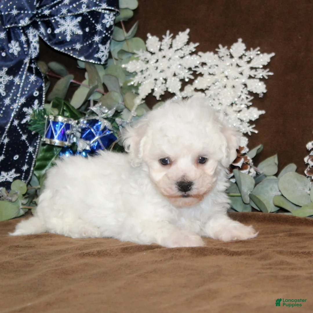 Bichon Frise dogs for sale: Twinkles - Ad 2