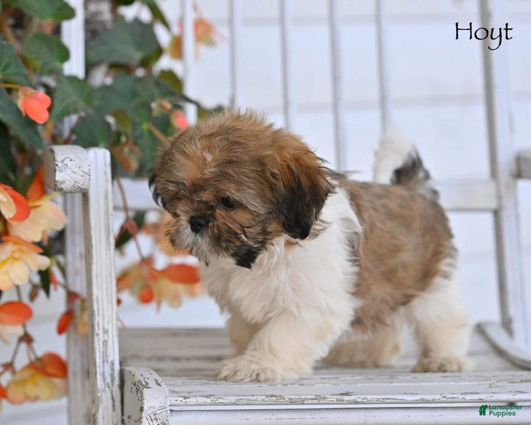 Shih Tzu dogs for sale: Hoyt - Ad 2