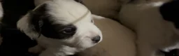 Havapoo dogs for sale:  Puppy 3 - Ad 2