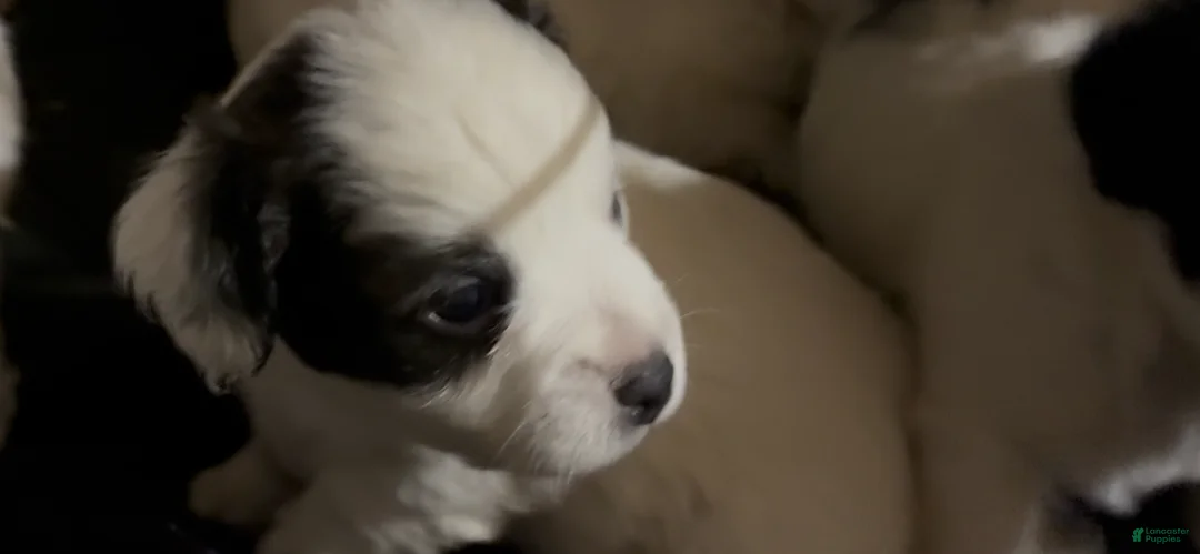 Havapoo dogs for sale:  Puppy 3 - Ad 2