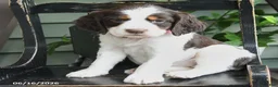 English Springer Spaniel dogs for sale: Cheyenne - Ad 3