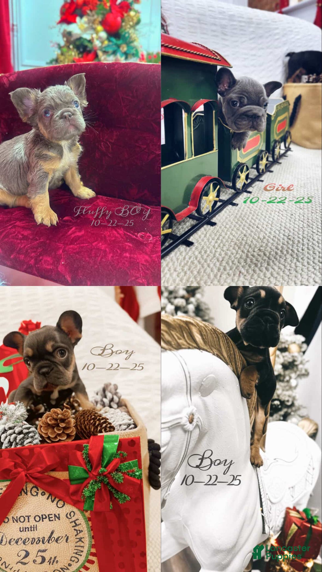 French Bulldog dogs for sale: Cole - Ad 4