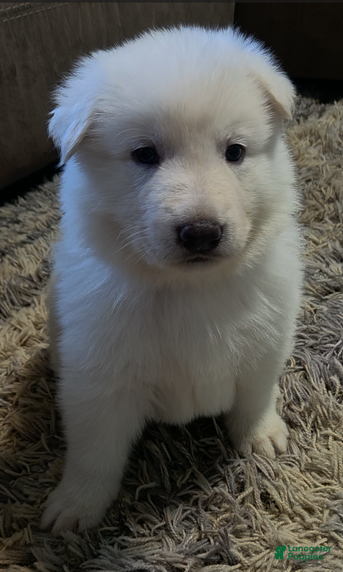 German Shepherd dogs White German Shepherd Puppy - Orange - Ad 21