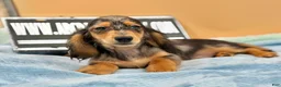 Miniature Dachshund dogs for sale: AKC GCH Frapp Russian blue eye - Ad 10