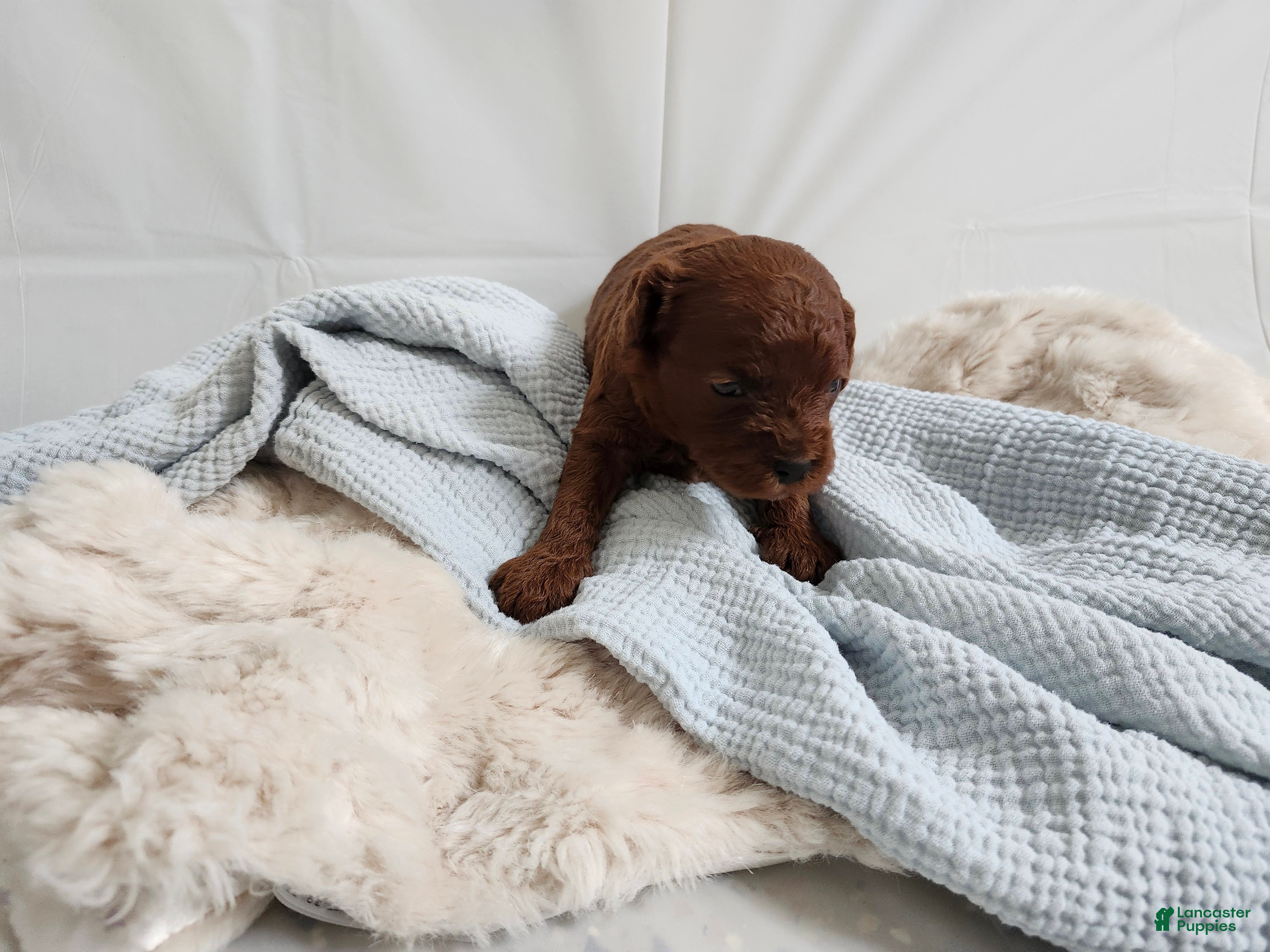 Cavapoo dogs Forrest  - Ad 1