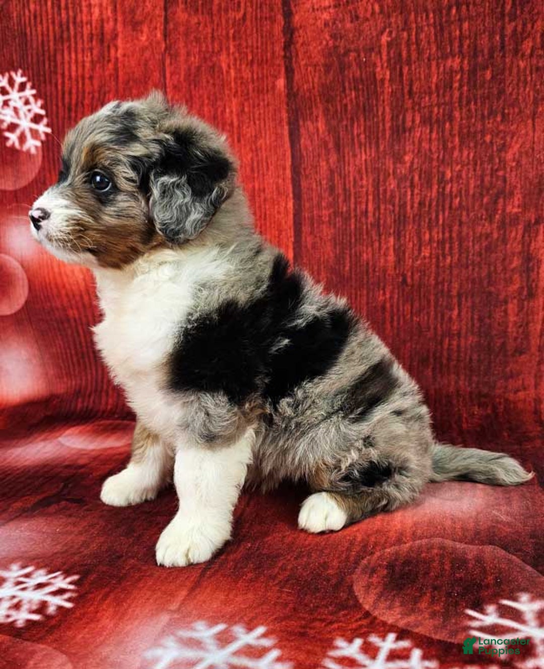 Mini Bernedoodle dogs for sale: Haven - Ad 3