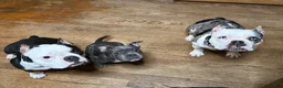 American Bully dogs for sale: Heavy D - Ad 11