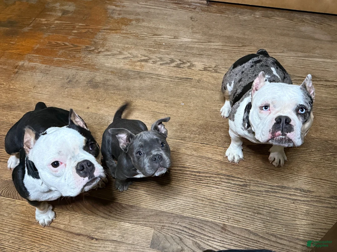 American Bully dogs for sale: Heavy D - Ad 11