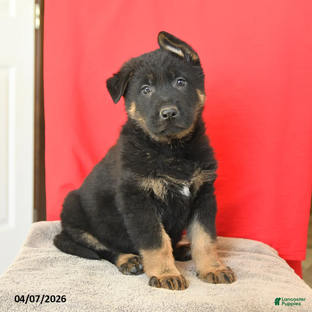 German Shepherd dogs for sale: Marco - Ad 1