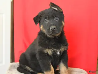 German Shepherd dogs for sale: Marco - Ad 3