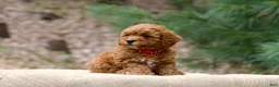 Miniature Poodle dogs for sale: Miniature Poodle 4 - Ad 3