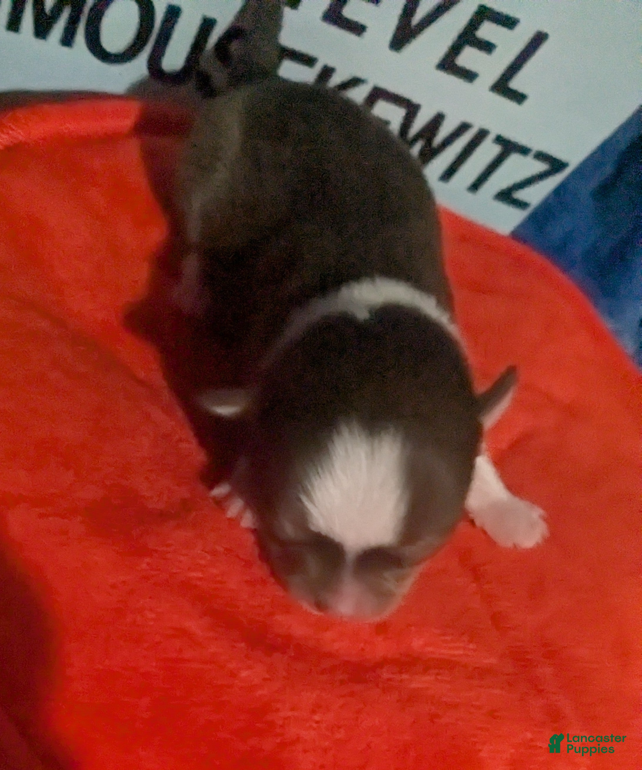 Chihuahua dogs for sale: Fievel Mousekowitz    - Ad 1