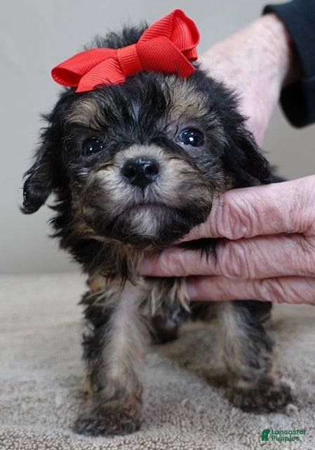 Maltipoo dogs Zircon - Ad 6