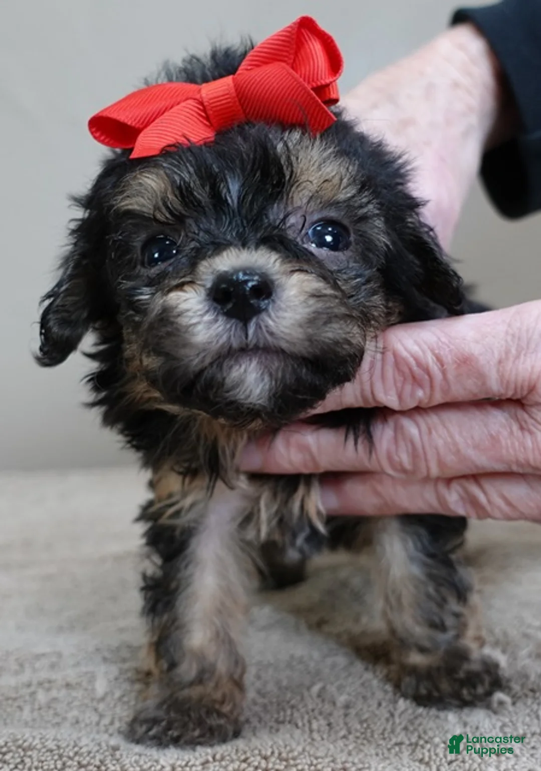 Maltipoo dogs for sale: Zircon - Ad 1