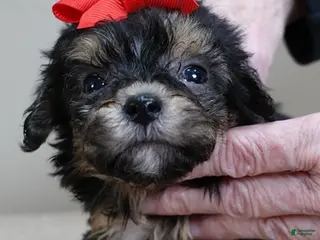 Maltipoo dogs Zircon - Ad 6