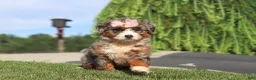 Mini Bernedoodle dogs for sale: Butter - Ad 4