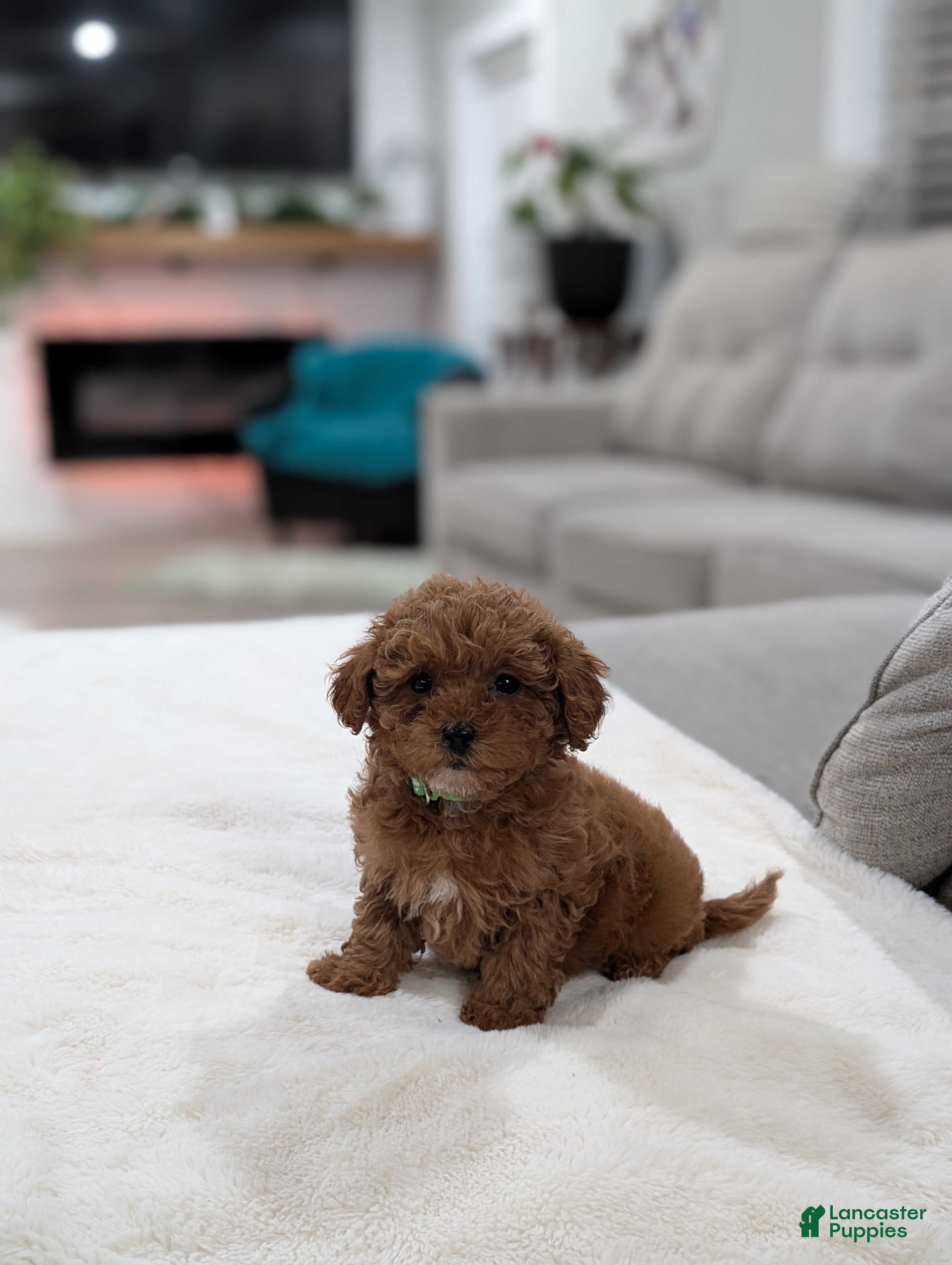 Shihpoo dogs Juniper  - Ad 1