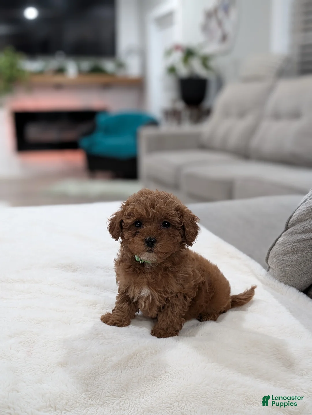 Shihpoo dogs for sale: Juniper  - Ad 1