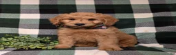 Goldendoodle dogs for sale: Dennison Hypoallergenic - Ad 1