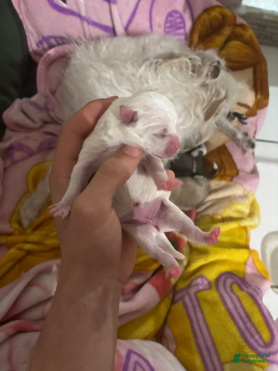 Jack Chi dogs for sale: Jack Chi Puppy 2 - Ad 2