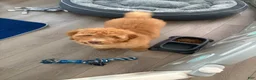 Goldendoodle dogs for sale: Goldendoodle Luna  - Ad 3