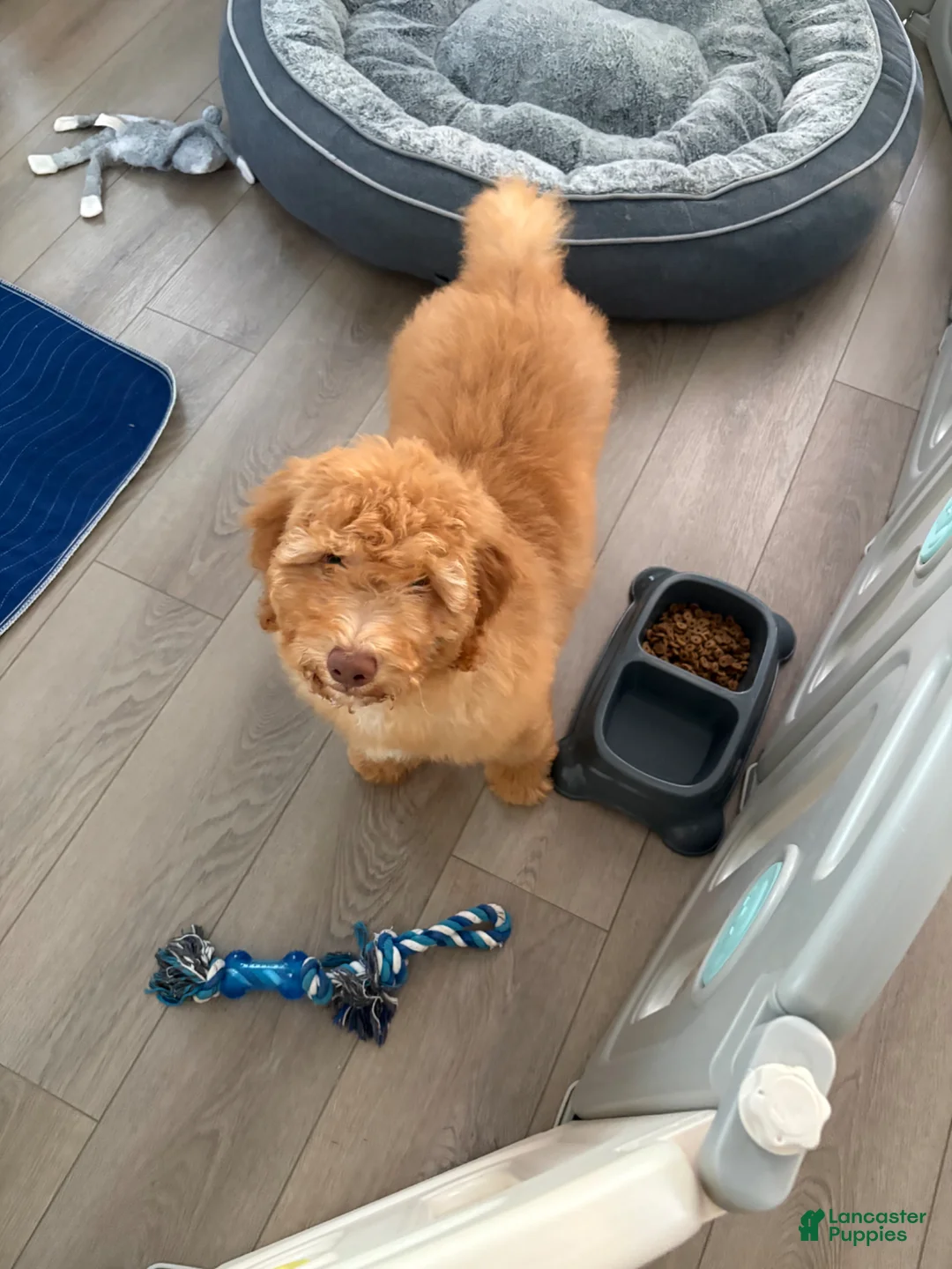 Goldendoodle dogs for sale: Goldendoodle Luna  - Ad 3