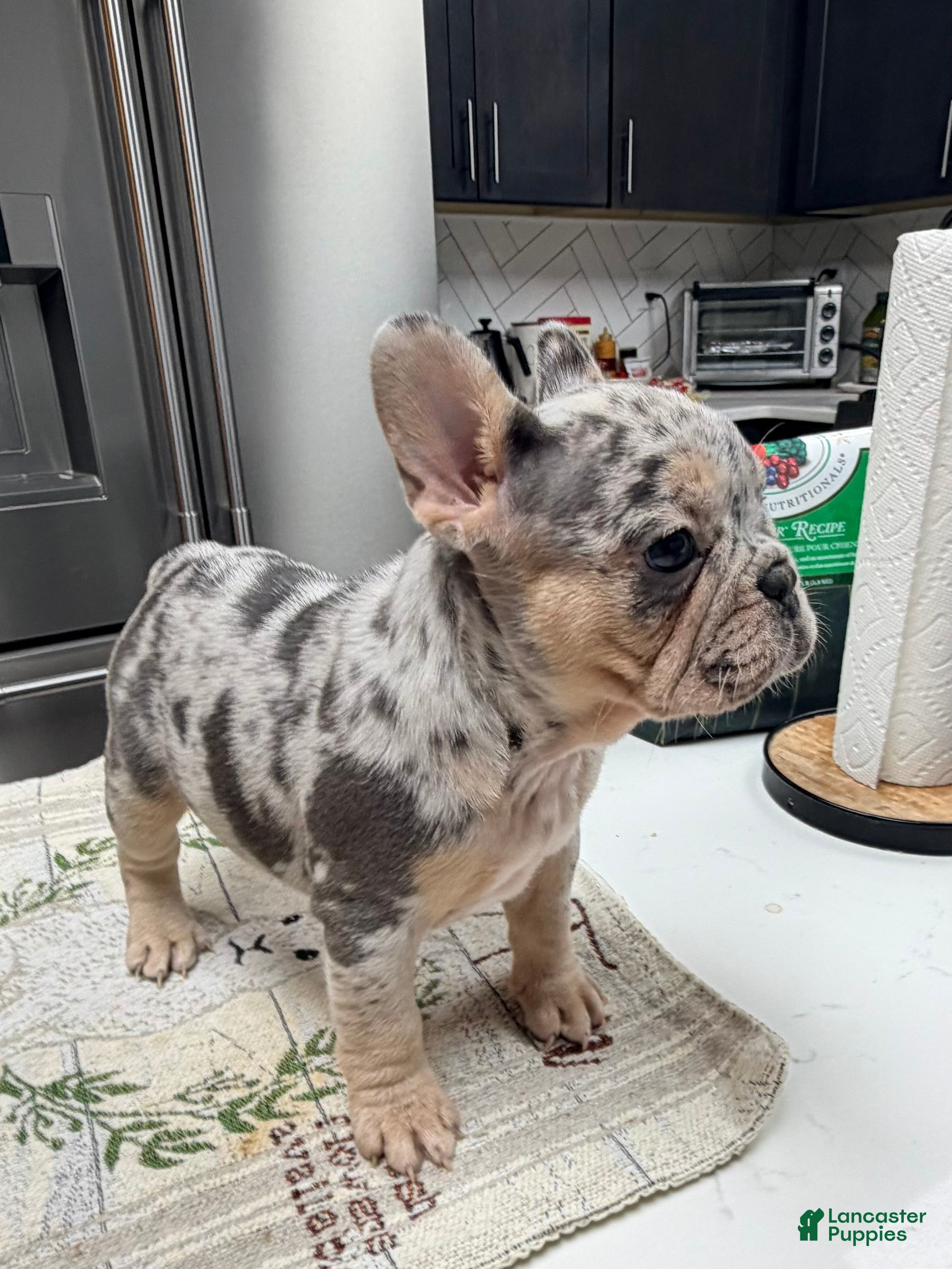 French Bulldog dogs French Bulldog Puppy 5 - Ad 1