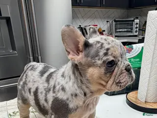 French Bulldog dogs for sale: French Bulldog Puppy 5 - Ad 1
