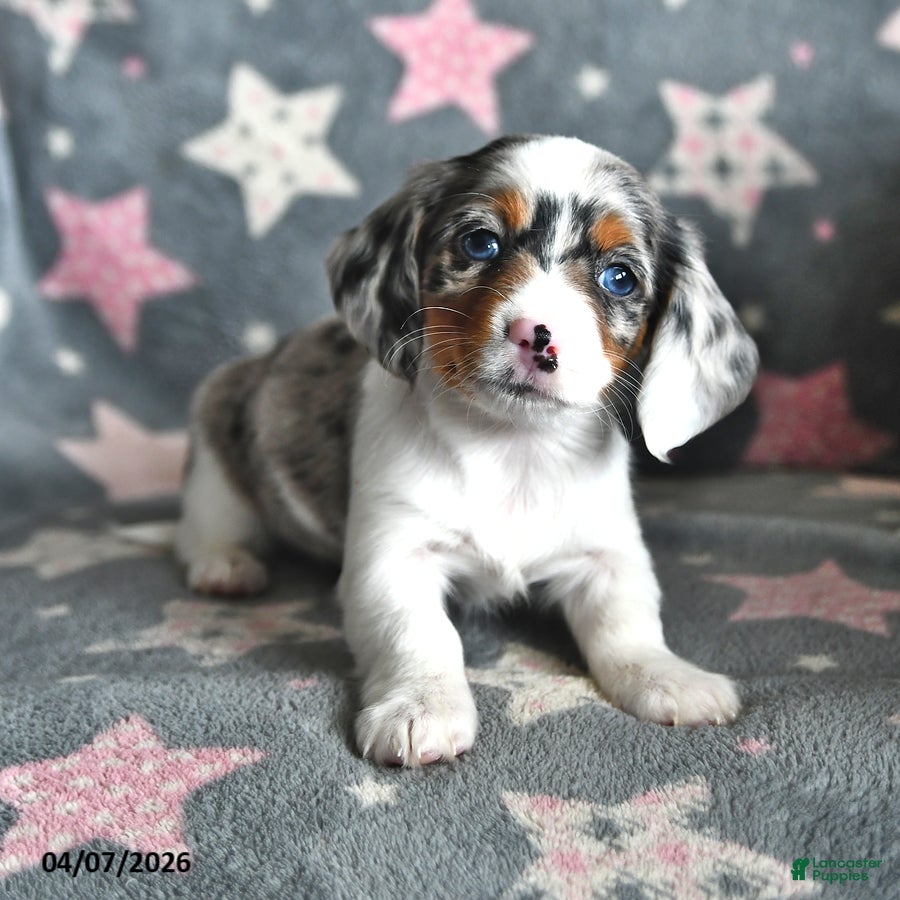 Miniature Dachshund dogs Sunshine Girl - Ad 2