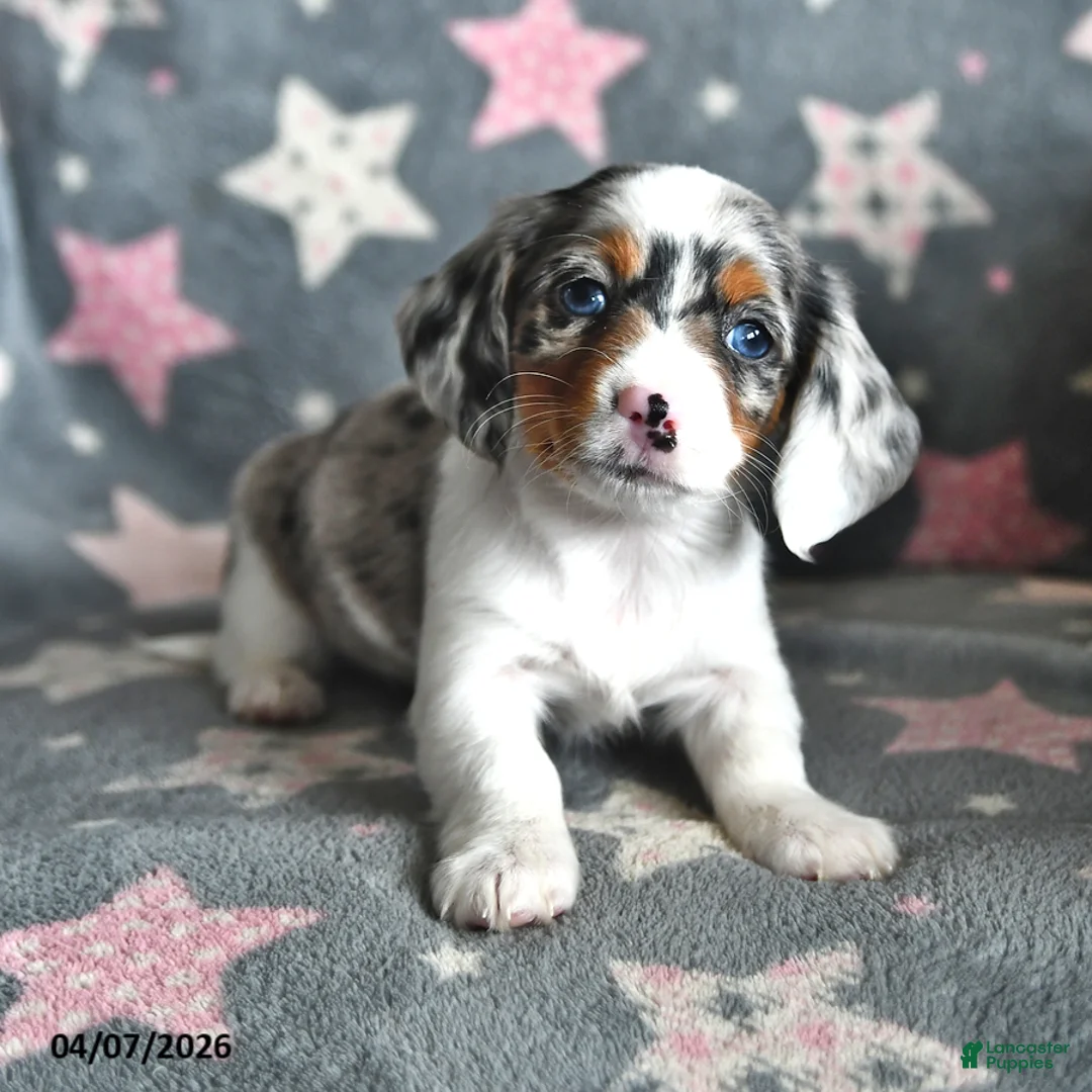 Miniature Dachshund dogs for sale: Sunshine Girl - Ad 2