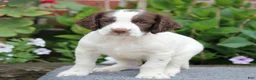English Springer Spaniel dogs for sale: Star - Ad 2