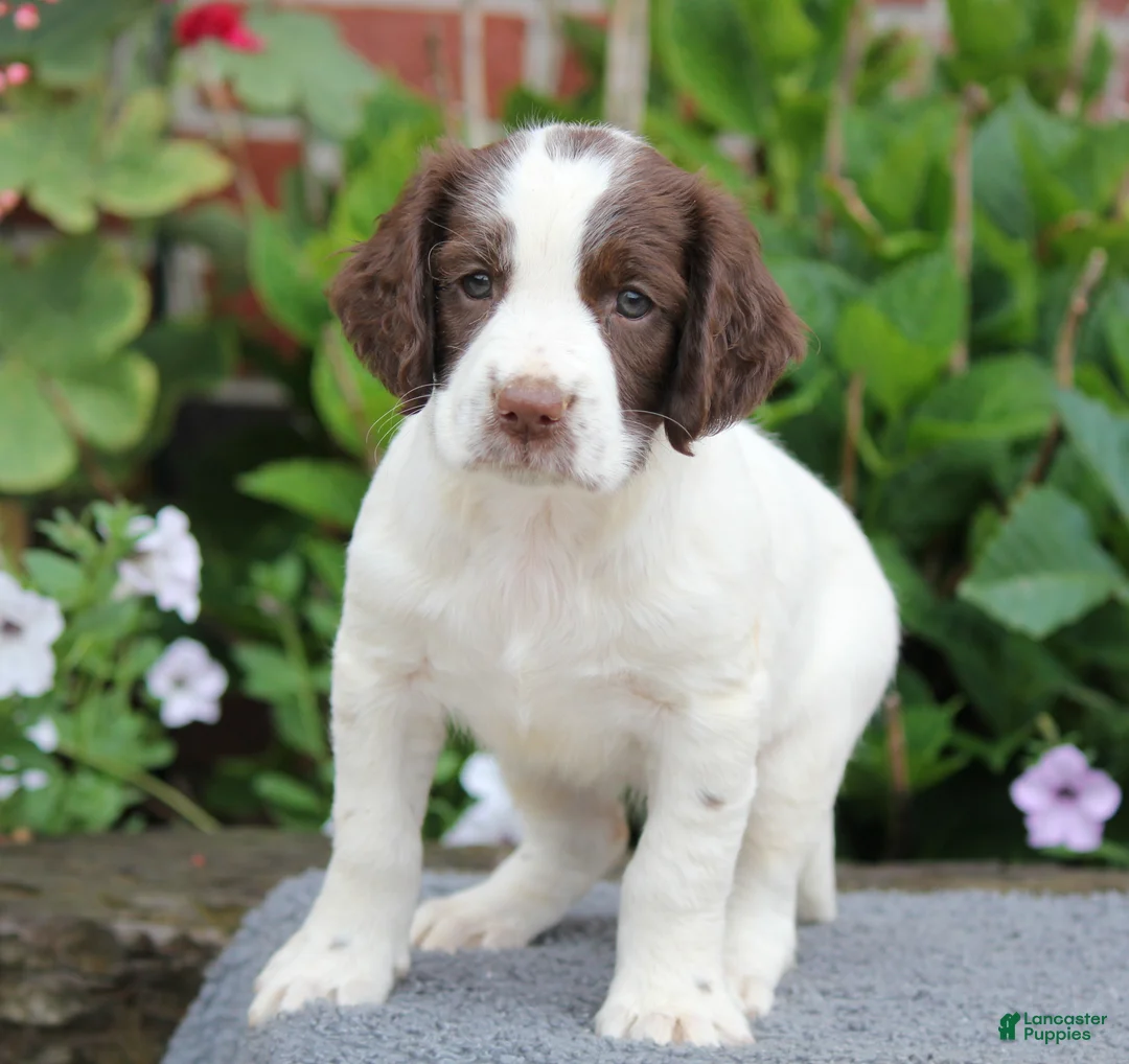 English Springer Spaniel dogs for sale: Star - Ad 2
