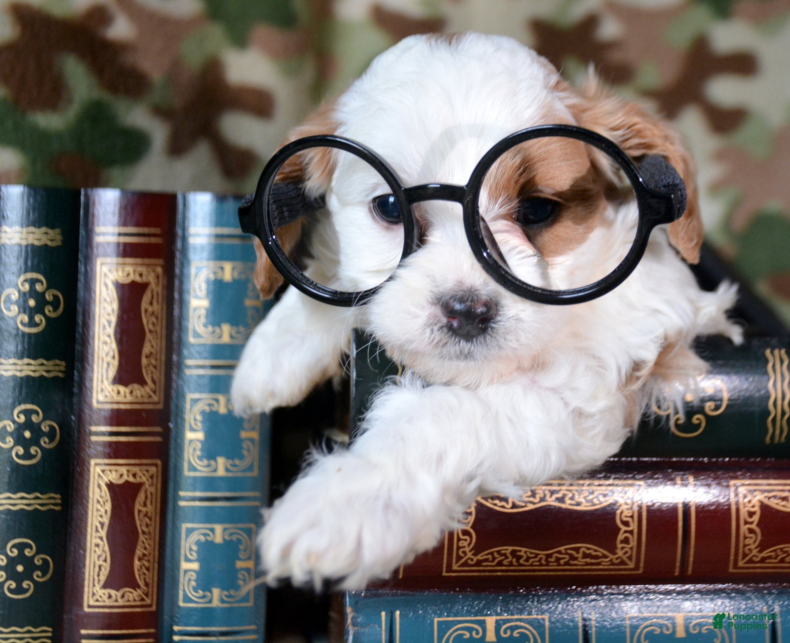 Cavapoo dogs Cavapoo Puppy 5 Cammie - Ad 11