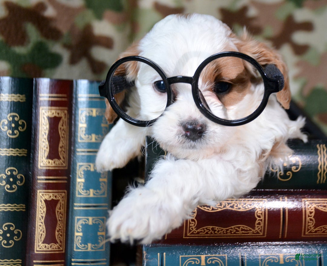 Cavapoo dogs for sale: Cavapoo Puppy 5 Cammie - Ad 1