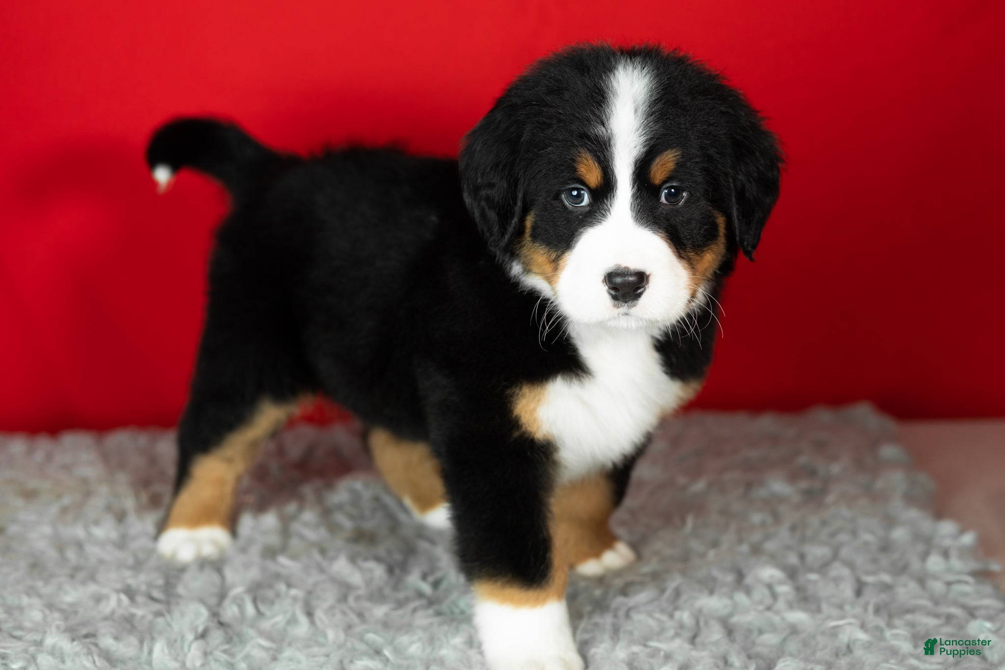 Bernese Mountain Dog dogs Bernie - Ad 42