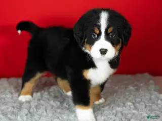 Bernese Mountain Dog dogs Bernie - Ad 42