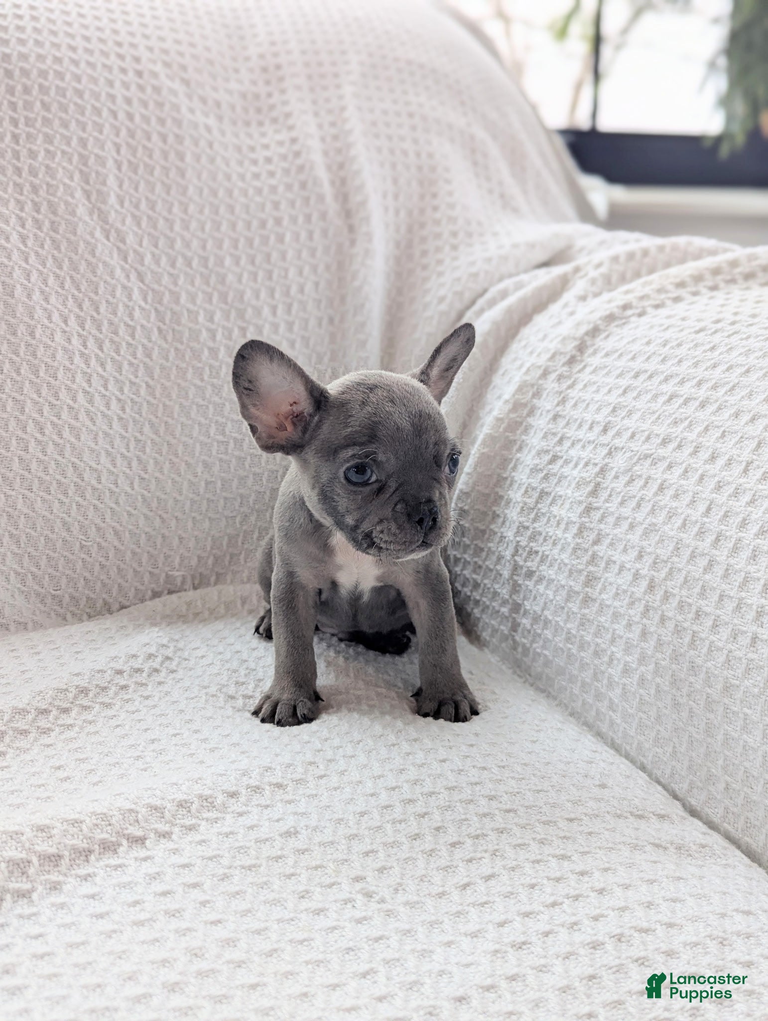 French Bulldog dogs Milo - Ad 2