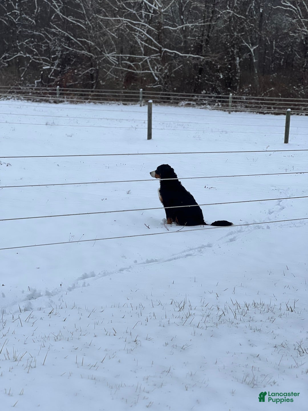 Bernese Mountain Dog dogs for sale: Macy - Ad 4