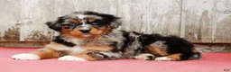 Australian Shepherd dogs for sale: Jenna - Ad 4