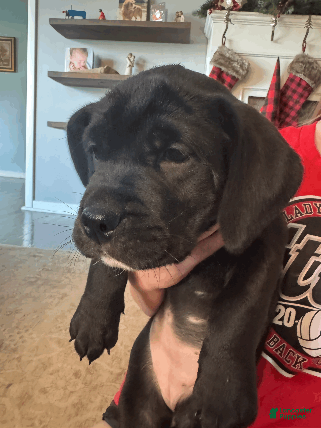 Mixed Breed dogs for sale: Brown Collar Female - Ad 2