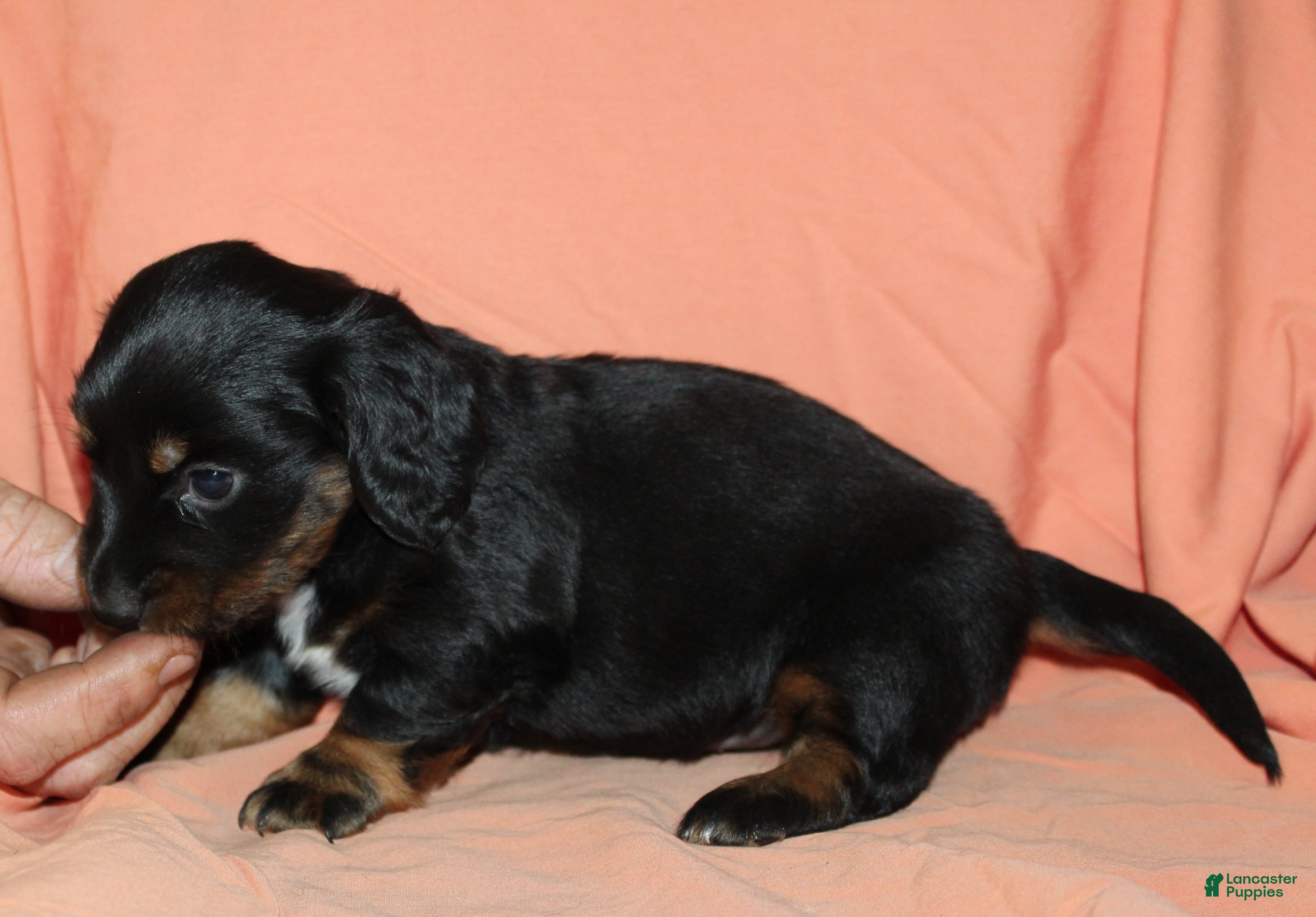 Miniature Dachshund dogs Dogo - Ad 38
