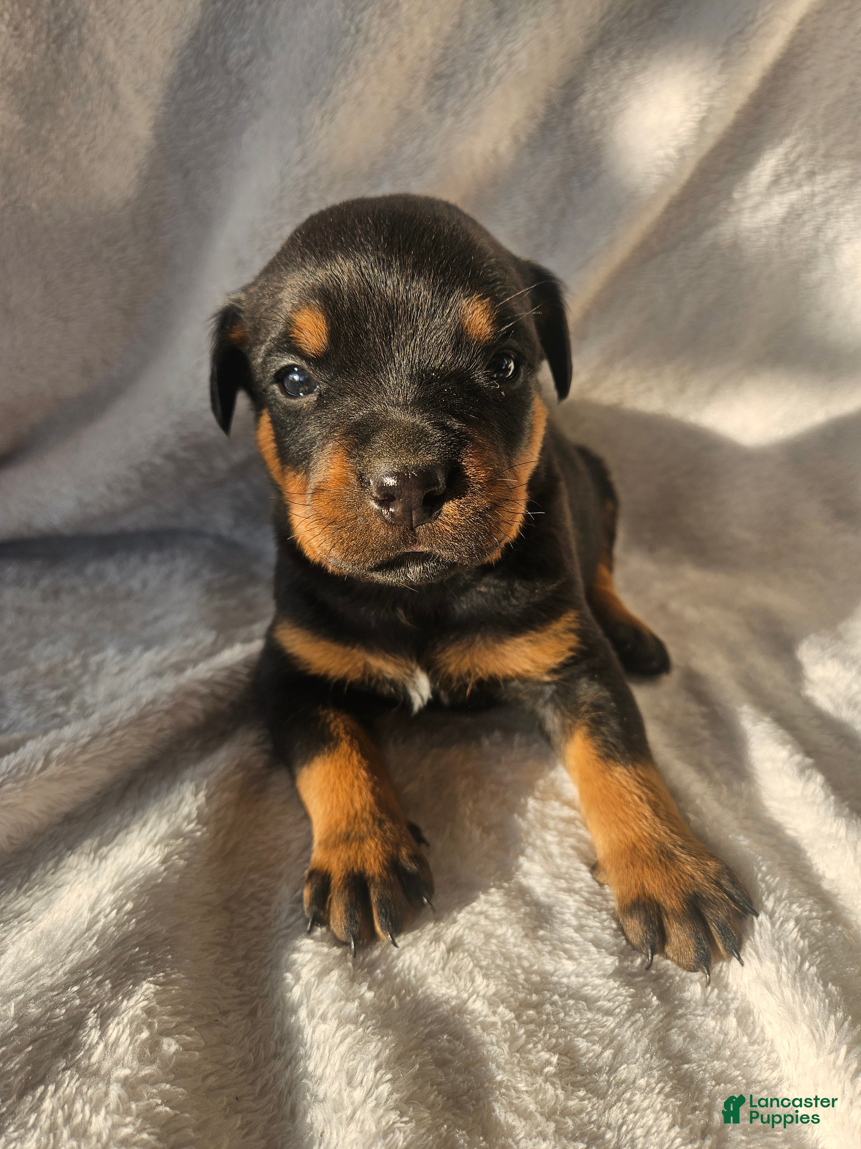 Rottweiler dogs Rubble - Ad 14