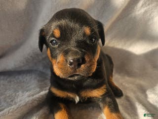 Rottweiler dogs Rubble - Ad 40