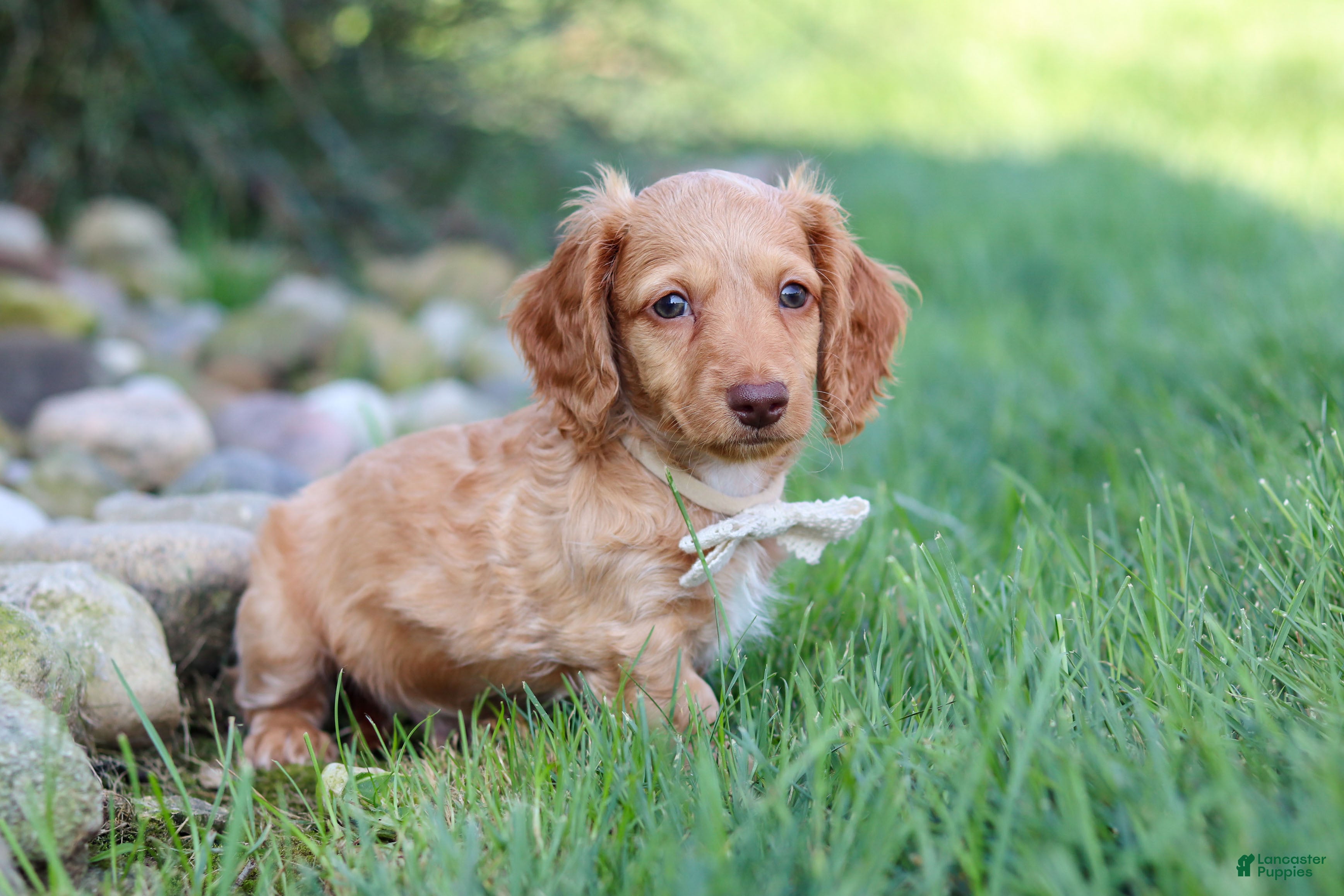 Dachshund dogs Anson - Ad 2