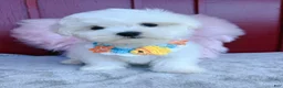 Malshi dogs for sale: 🩷Custard🩷 - Ad 3
